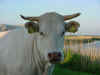 Koeien van Kat 3 2002 05 15 60%.JPG (44558 bytes)